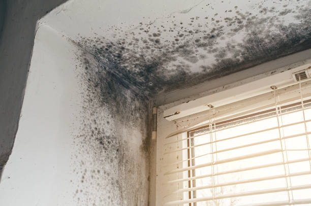 Affordable Mold Remediation solutions in La Salle, CO
